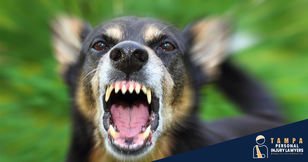 Gibsonton Dog Bite & Animal Attack Attorney